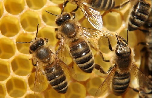 پرورش زنبور مقاوم در برابر بیماری و آفت