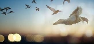 مجاهد صدیق طيبه (اعظم) رحماني  به جاودانه فروغها  و یاران شهید و صدیق اشرفی اش پیوست