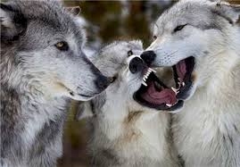 طرح آشتي ميان گرگهاي هار