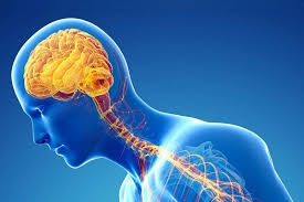 مغز سالم در روده سالم است