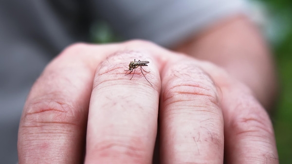 شش دلیلی که پشه‌ها را به سمت شما می‌کشاند