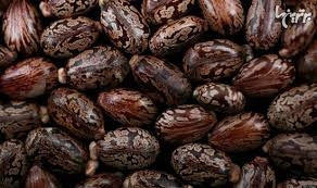 سم ریسین به آدرس رئیس جمهور امریکا