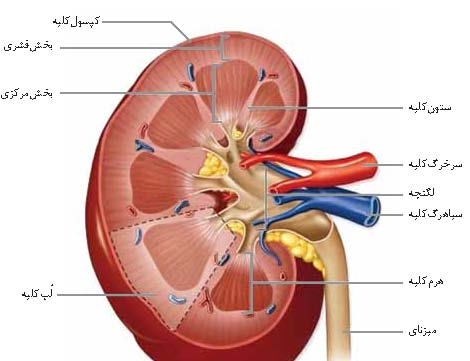 کلیه و بیماری های مربوط به آن