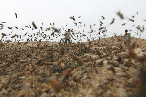 هجوم گسترده خطرناک ترین ملخهای صحرایی به استانهای جنوب و شرق کشور