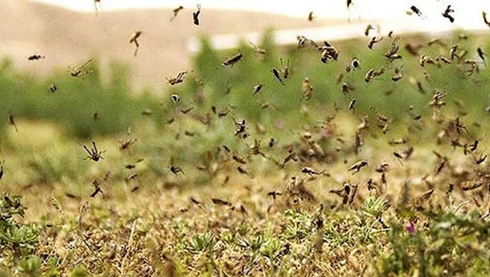 گزارشی از پنهانکاری ابعاد خسارات و ضایعات هجوم میلیاردی ملخ به استانهای جنوبی