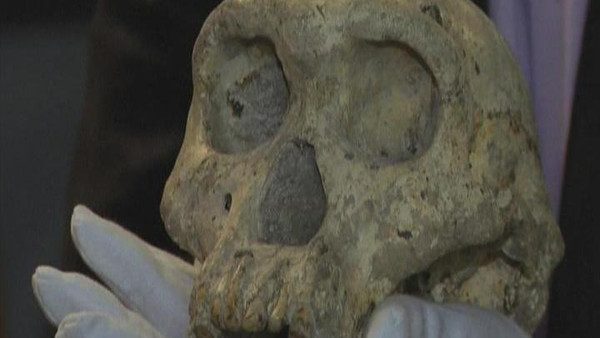 کشف قدیمی ترین جمجمه " انسان اولیه" با قدمت 1 میلیون و 800 هزار سال