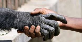 واكسن ميمون ها را در مقابل ابولا ايمن كرد