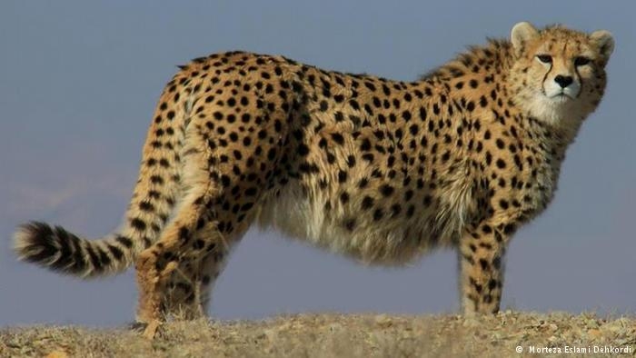 بیش از ۹۵‌درصد ذخیره جانوری ایران نابود شده است