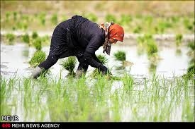 مزارع شمال دوباره داغدار مي شود، سرنوشت شوم پنبه درانتظار برنج