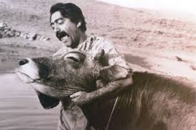 اكران عمومي فيلم گاو بعد از ۴۵ سال