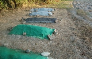 دهه شصت و قبرهايي در خانه ـ مزار چند زنداني سياسي اعدام شده