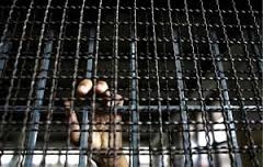 عدم رسيدگي به بيماري زنداني سياسي بلوچ در زندان گچساران